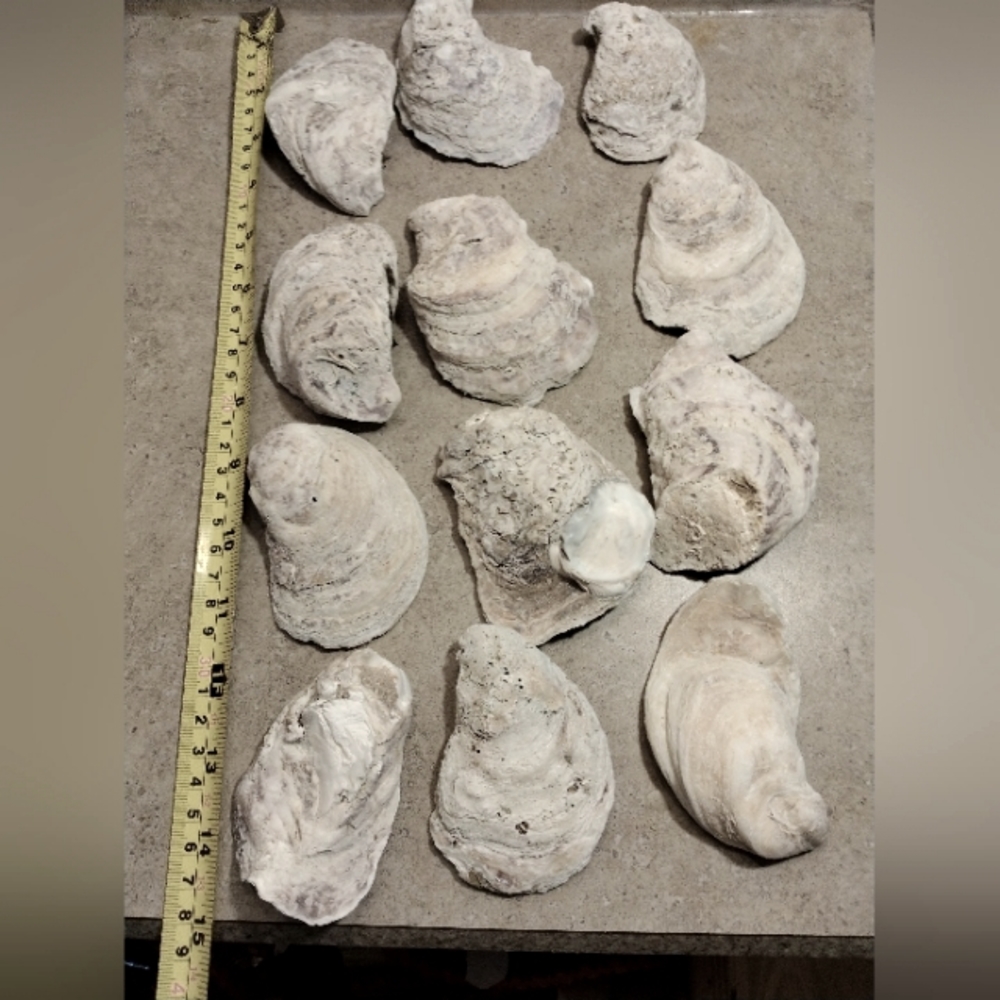 12 Oyster shells from The Gulf Of Mexico!